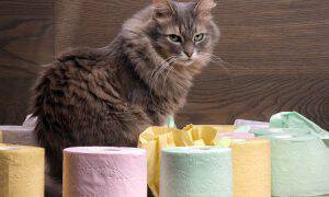 bigstock-Cat-and-a-lot-of-toilet-paper-117721148