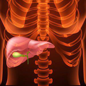 bigstock-medical-structure-of-the-liver-113369684