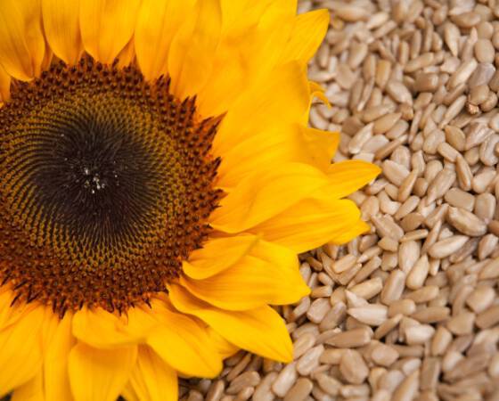sunflower-seeds
