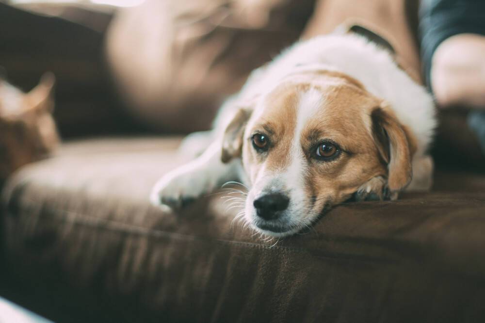 Σκύλος μόνος στο σπίτι -Για πόση ώρα μπορείς να αφήνεις το κατοικίδιό σου μόνο
