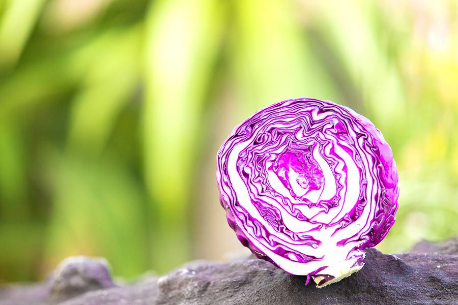 bigstock Red Cabbage fresh Red Cabbage 289378450