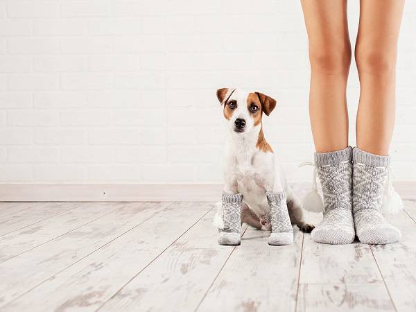 bigstock Female and dog in socks Warm 149127815